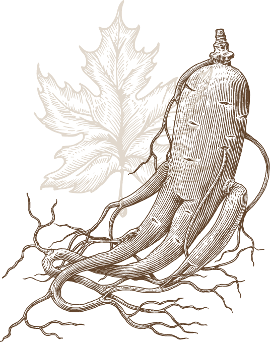 Ginseng